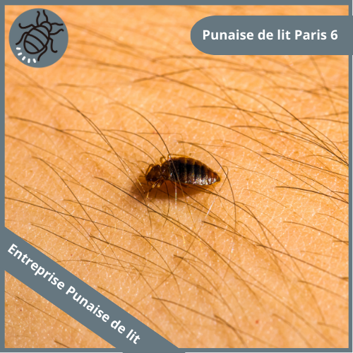 punaise-de-lit-paris