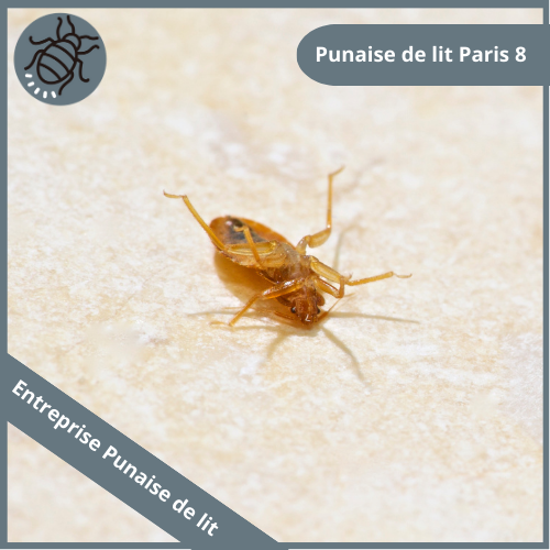 punaise-de-lit-paris