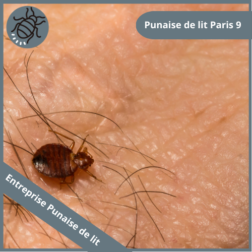 punaise-de-lit-paris