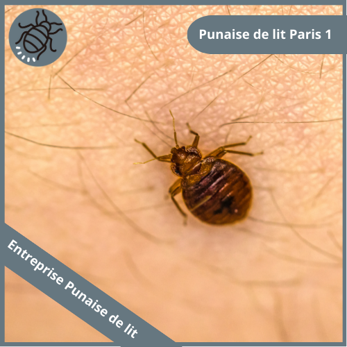 Punaise de lit à paris 1