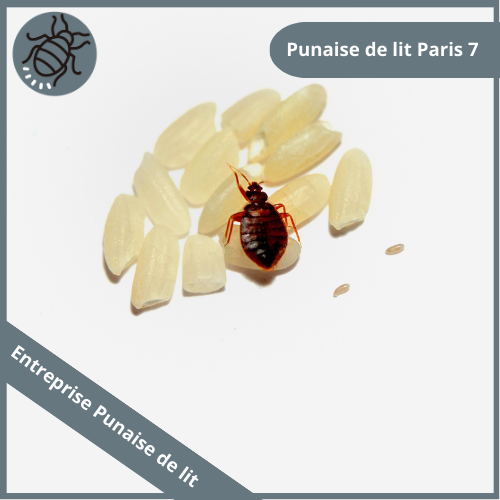 punaise-de-lit-paris
