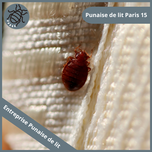 punaise-de-lit-paris