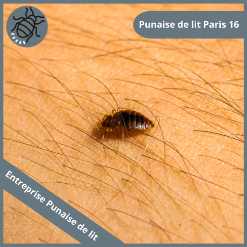 punaise-de-lit-paris