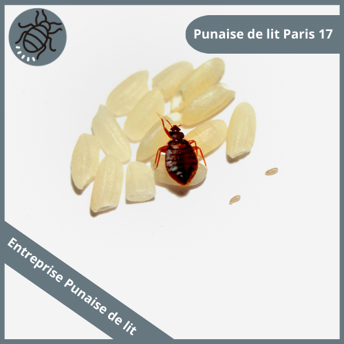 punaise-de-lit-paris
